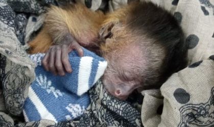 "Macaco Fênix" é resgatado de cinzas de incêndio no Pantanal