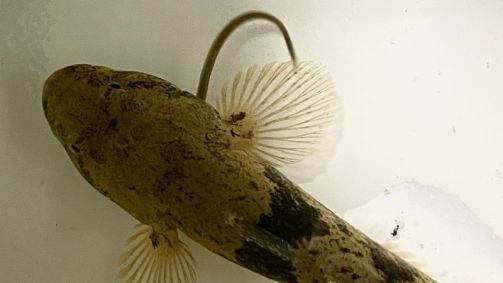 Depois de ser engolida viva, espécie de enguia japonesa se contorce para escapar pelas guelras do predador