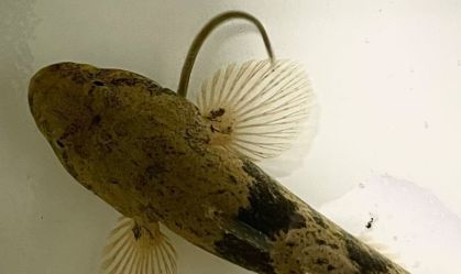 Enguias escapam de peixes predadores mesmo depois de engolidas, revela estudo