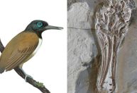 Fóssil de 120 milhões de anos revela como aves antigas se alimentavam