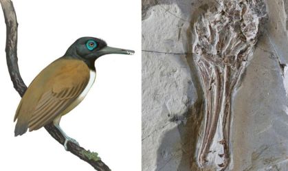 Fóssil de 120 milhões de anos revela como aves antigas se alimentavam