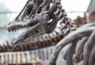 Cientistas explicam como colágeno de dinossauros resistiu por milhares de anos