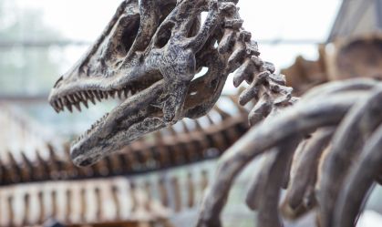 Cientistas explicam como colágeno de dinossauros resistiu por milhares de anos