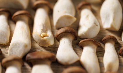 Cientistas dos EUA constroem robô que combina fungo e máquina