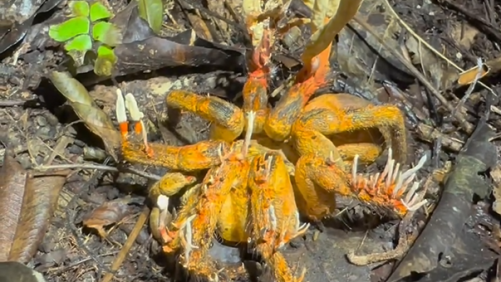 Tarântula foi tomada por fungo que inspirou "The Last Of Us"