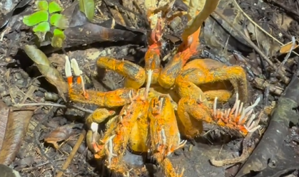 Vídeo mostra fungo que inspirou “The Last of Us” colonizando tarântula; veja