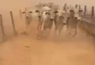 Incêndios devastam fazendas em Rio Verde (GO); vídeo mostra bois fugindo das chamas