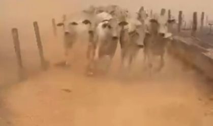 Incêndios devastam fazendas em Rio Verde (GO); vídeo mostra bois fugindo das chamas