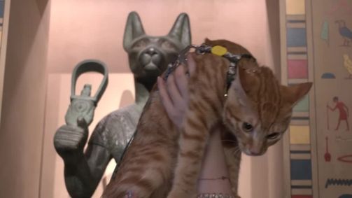 Noite do Miado do Museu de Xangai gerou frenesi felino