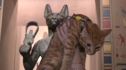 Noite do Miado do Museu de Xangai gerou frenesi felino