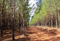Incêndio atinge floresta de matérias-primas para lápis da Faber-Castell em MG