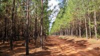 Bioenergia ganha espaço e reforça potencial da indústria de base florestal