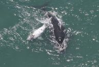 Filhote de baleia semialbino é visto no litoral de Santa Catarina; veja imagens