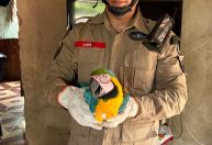 Animais silvestres ficam feridos devido às queimadas; veja imagens