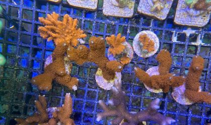 animais ibama