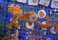 Salvador: corais exóticos, cocares e dezenas de animais silvestres são apreendidos