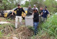 Onça-pintada resgatada de incêndio se recupera e volta ao Pantanal
