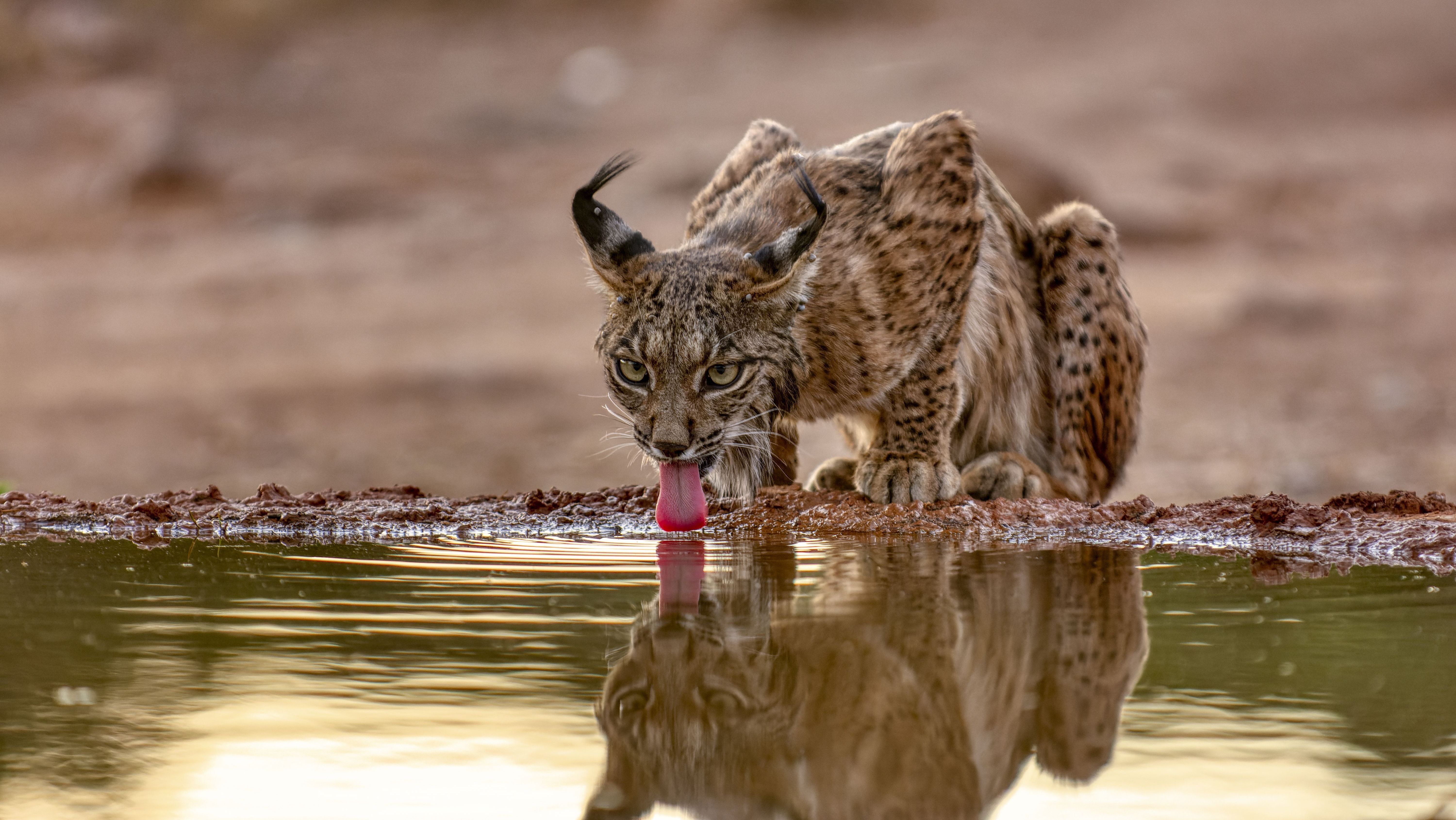 Lince-ibérico esteve ameaçado de extinção