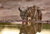 Linces podem ser salvos de extinção na Espanha por cercas virtuais; entenda