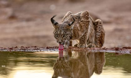 Linces podem ser salvos de extinção na Espanha por cercas virtuais; entenda