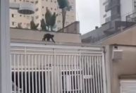 Vídeo: macaco à solta mobiliza moradores de bairro da zona leste de São Paulo