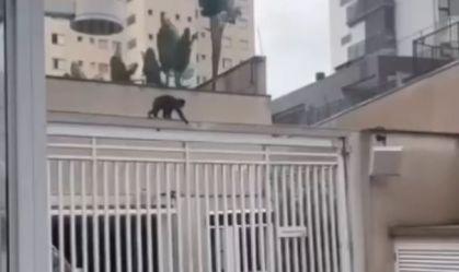macaco - 1