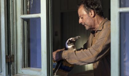 "Meu Amigo Pinguim": filme baseado em história real brasileira chega ao cinema