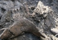 Solução de mistério arqueológico ajuda a explicar extinção dos neandertais