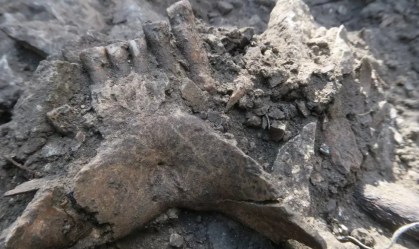 Solução de mistério arqueológico ajuda a explicar extinção dos neandertais