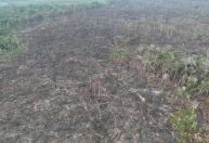 PF prende suspeito e identifica 250 hectares de área devastada no Amazonas