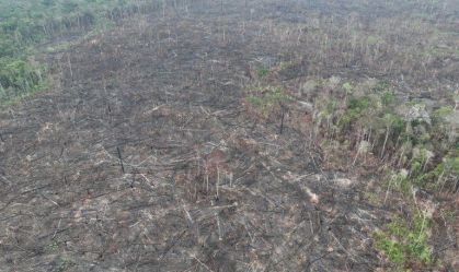PF prende suspeito e identifica 250 hectares de área devastada no Amazonas