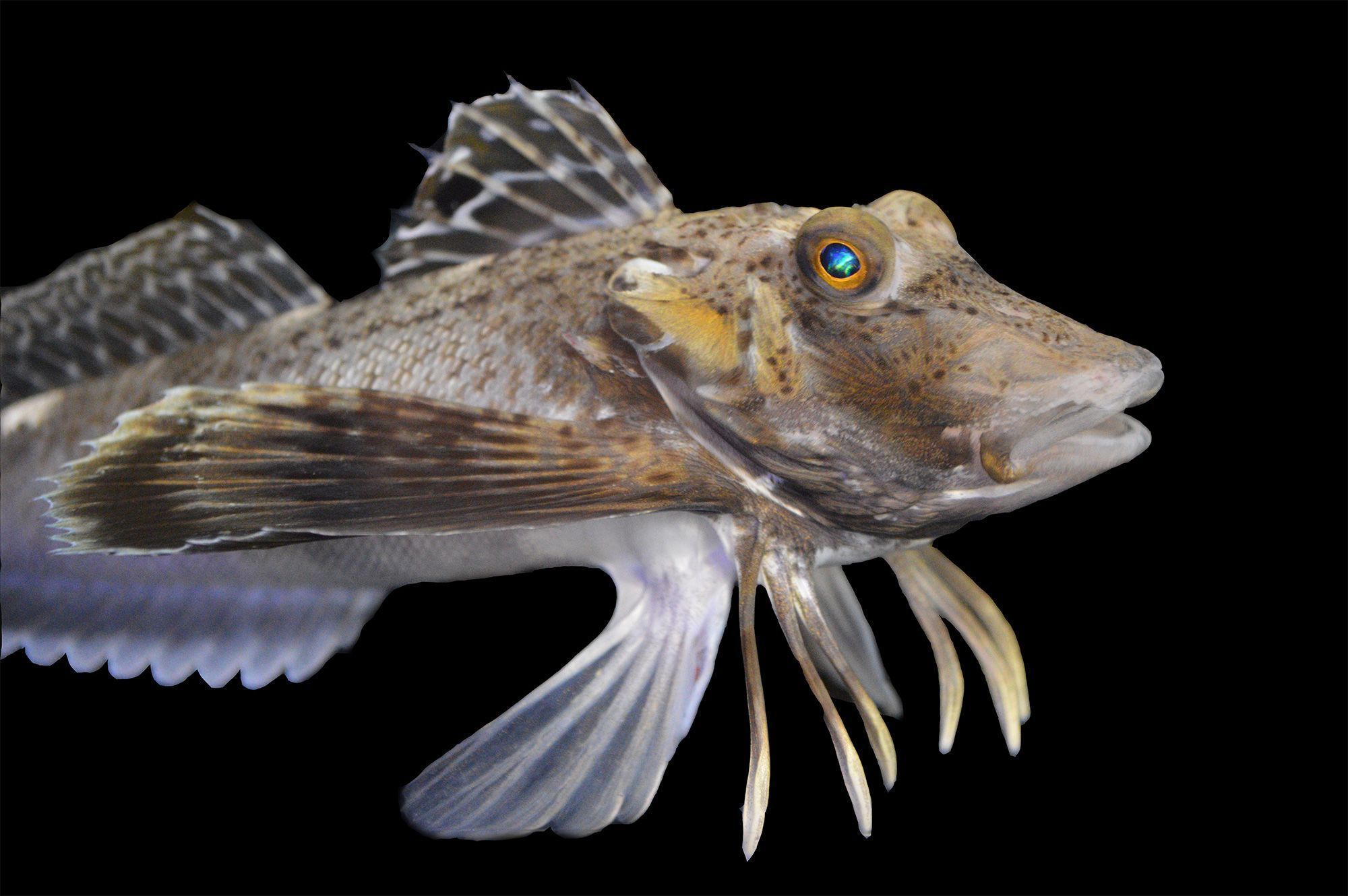 Uma espécie de tordo-do-mar chamada Prionotus carolinus estudada pelos pesquisadores usava as pernas para caminhar, cavar e sentir o fundo do mar • Anik Grearson