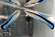 Peixes se olham no espelho para decidir se podem vencer uma luta