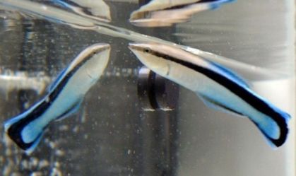 Peixes se olham no espelho para decidir se podem vencer uma luta