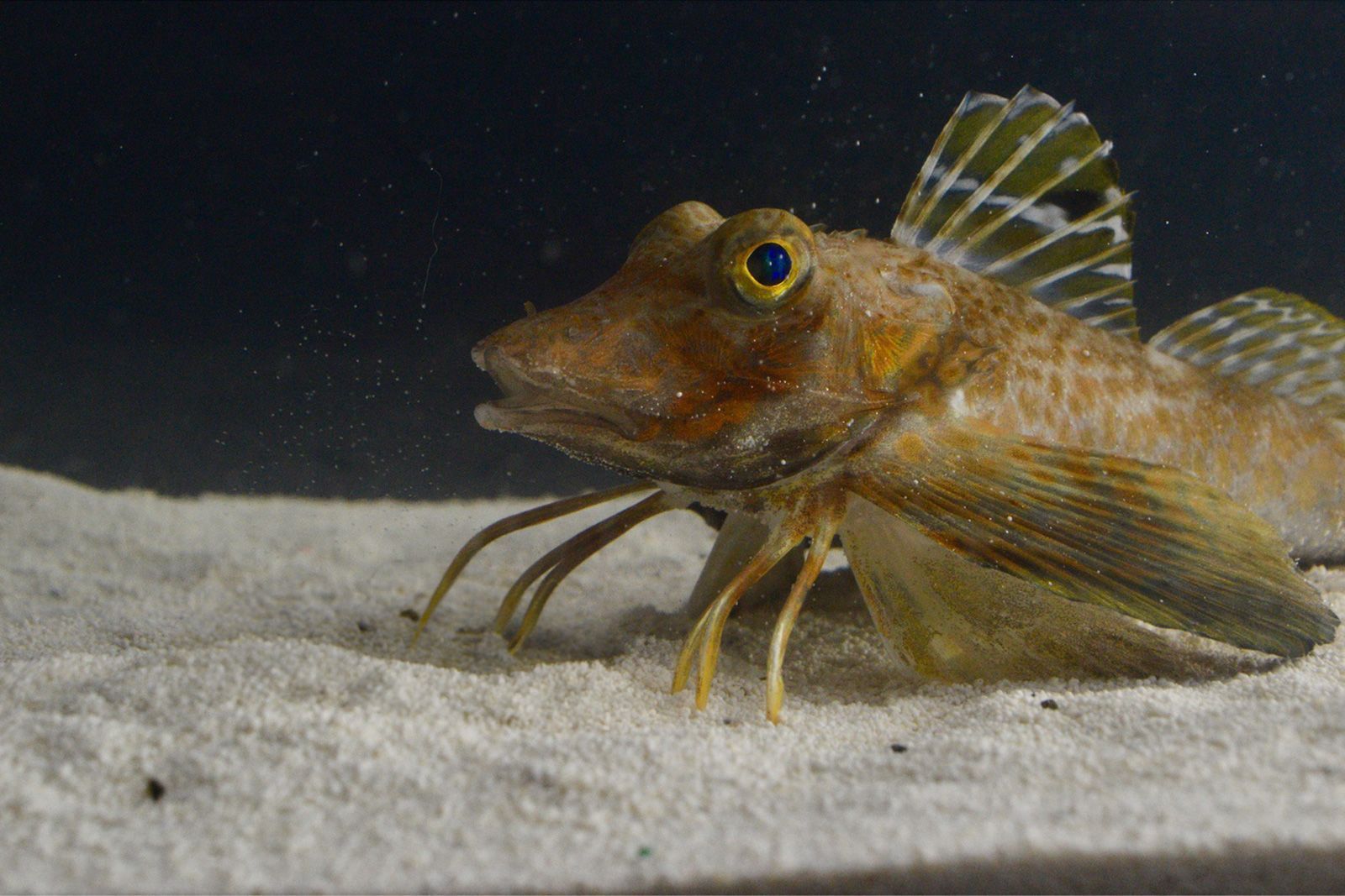 peixe