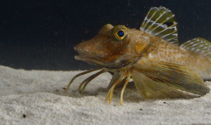 Conheça o peixe que tem "asas de pássaro" e "pernas de caranguejo"