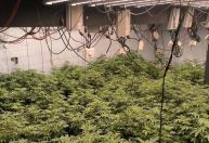 Polícia apreende mais de 400 pés de maconha em estufas no Paraná
