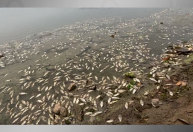 Governo de SP retira 500 kg de peixes encontrados mortos na represa Billings