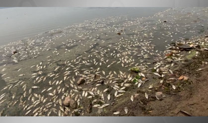 Governo de SP retira 500 kg de peixes encontrados mortos na represa Billings