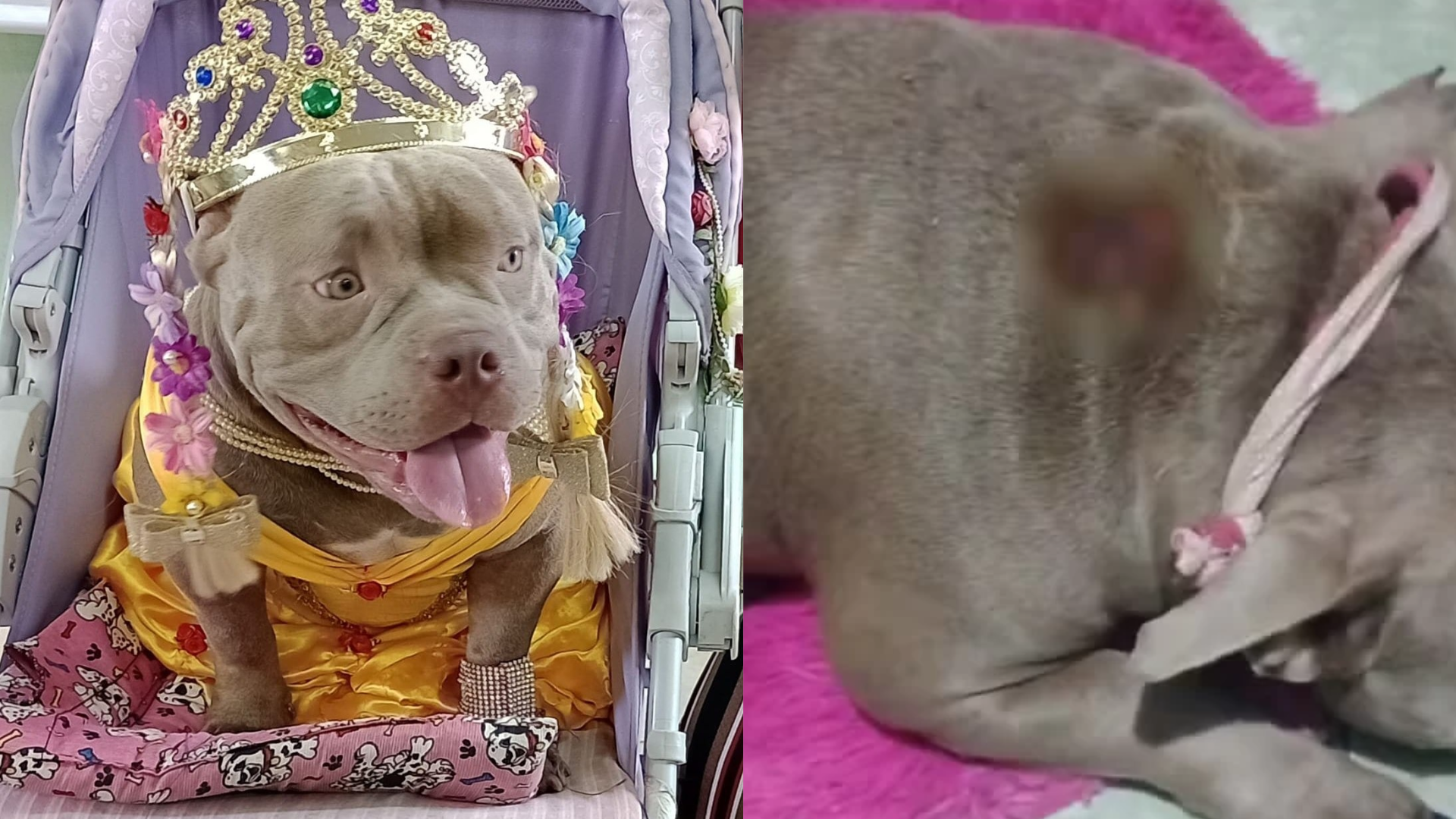 CACHORRA BOMBINHA SP