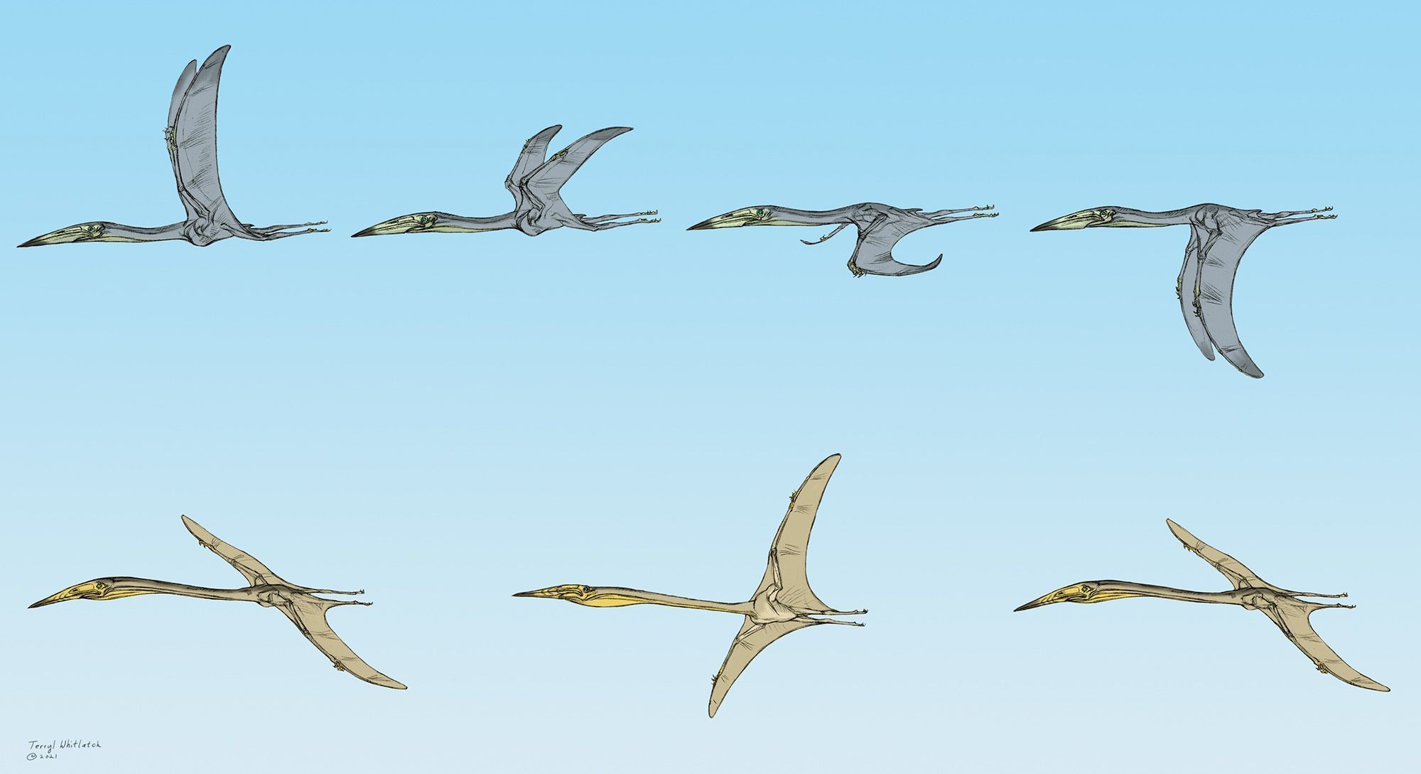 pterossauros-2