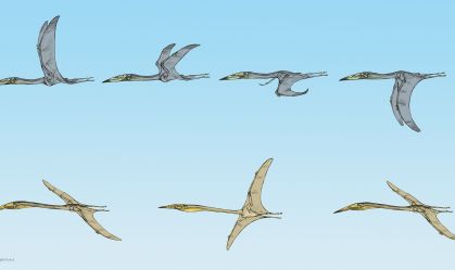 Fósseis preservados revelam como répteis da época dos dinossauros voavam