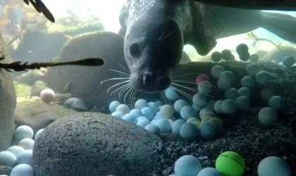“Bilhões” de bolas de golfe são perdidas todos os anos. Para onde elas vão?