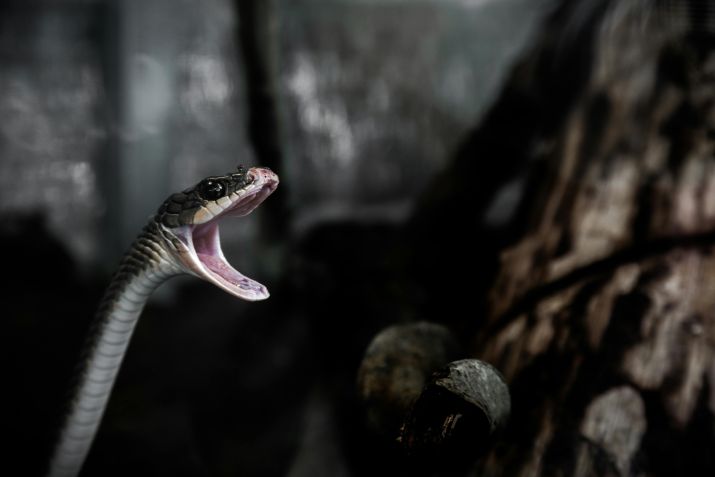 Sonhar com cobras é o sonho (ou pesadelo) mais comum em mais de um terço dos 52 países de recente pesquisa • Pexels