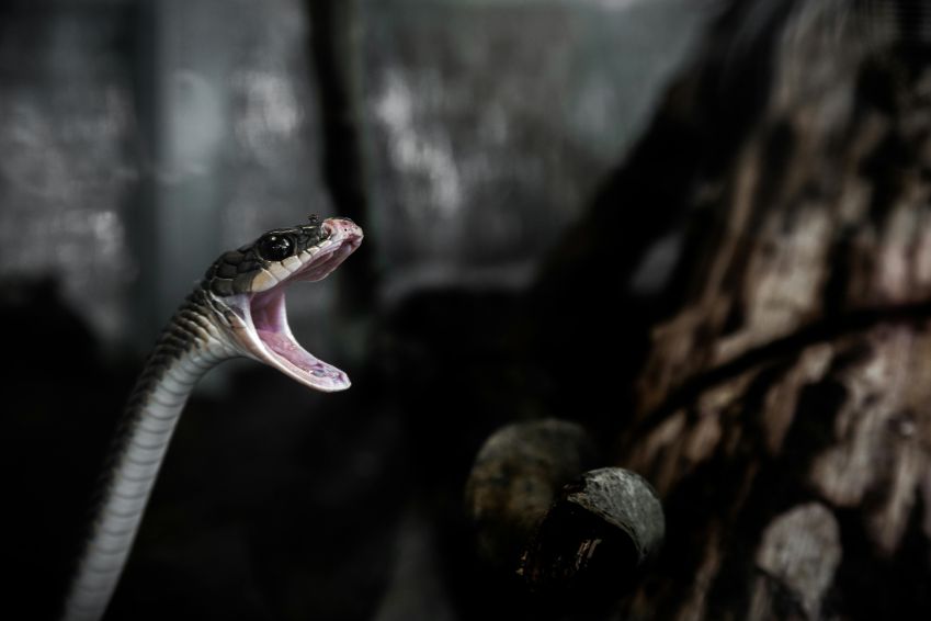 Sonhar com cobras é o sonho (ou pesadelo) mais comum em mais de um terço dos 52 países de recente pesquisa • Pexels