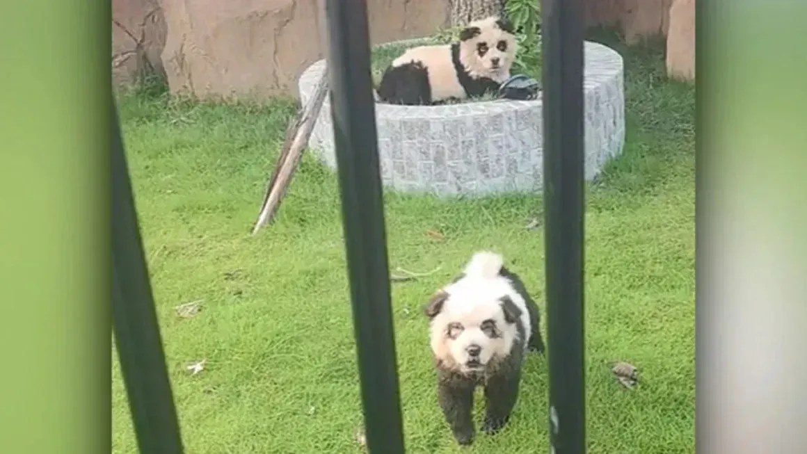 Uma captura de tela de vídeo mostra dois cães Chow Chow pintados para parecerem pandas em um zoológico na China