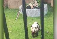 "Cachorros panda": zoológico chinês atrai visitantes com filhotes pintados
