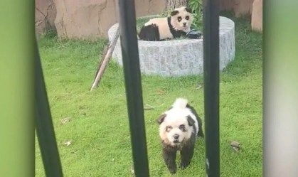 "Cachorros panda": zoológico chinês atrai visitantes com filhotes pintados