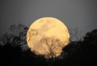 Superlua poderá ser vista no Brasil nesta quarta (5); saiba o horário