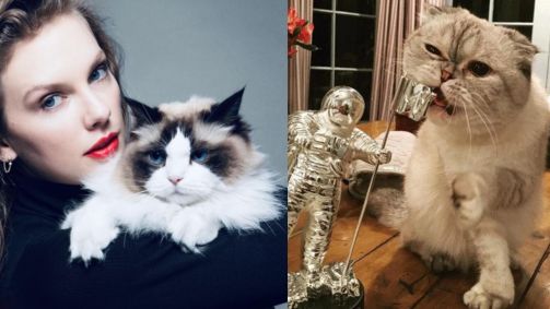 Taylor tem três gatos de estimação